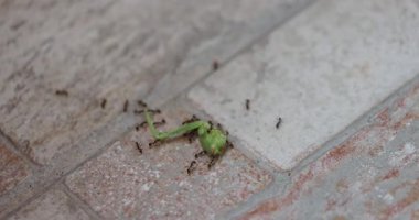 Bir grup karınca desenli bir yüzey üzerinde küçük, yeşil bir böceği yiyorlar, takım çalışması ve doğal bozulma süreci sergiliyorlar..