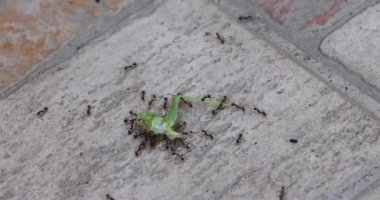Bir grup karınca, asfalt üzerinde yeşil bir böcek parçasıyla ziyafet çekiyor. Karıncalar görevlerine odaklanmış durumdalar..