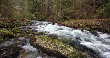 Etrafı çıplak ağaçlarla çevrili yosunlu taşların üzerinden akan akarsu sakin bir doğal manzara yaratıyor. Yavaş çekim görüntüleri.