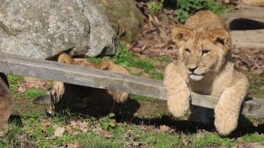 Güneşli bir günde, iki aslan yavrusu çevrelerindeki ahşap bir kalasla şakalaşarak etkileşime geçiyor. Sevimli hayvan davranışları..