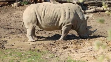 Gergedanlar çamur banyosunun keyfini çıkarırlar; biri kendi tarafında debelenirken, diğeri de çamurla kaplı ve çamurlu bir muhafazada dinlenen saatleri izler..