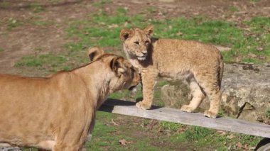 Kirişteki aslan yavrusu annesinden sevgi görüyor. Yavru, annesinin iç açıcı bir anda yüzünü yalaması gibi sabittir..