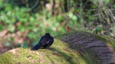 Yaygın bir karatavuk, canlı bir doğa sahnesinde yakalanan yemyeşil bir ormandaki yosunlu bir kütüğün üzerinde dinlenir. Güneş ışığı ağaçların arasından süzülür.