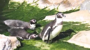 Penguenler, kayalarla çevrili yeşil renkli sularda huzur içinde yüzerler. Koyu tüyleri güneş ışığında parlar..