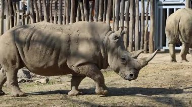 Bir gergedan güneşli ovalarda geziniyor, güçlü bacaklar şaşırtıcı bir zarafetle hareket ediyor. Devasa otobur dikkat çekiyor..