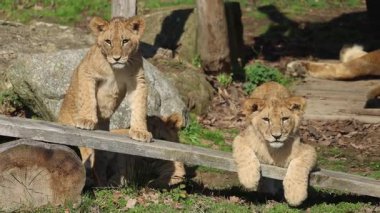 Aslan yavruları, doğal ortamdaki tahta kirişlerin üzerinde dinleniyor ve arka planda uzanan yetişkin bir aslan var..