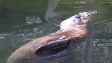 Dalgalı suda yüzen deniz aslanı. Hayvan kısmen yüzey üzerine uzanan bir yüzgeçle suya batmış..