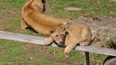 Aslan yavrusu, arka planda başka bir aslanın uzandığı çimenli bir alanda, ahşap bir kirişte dinleniyor. Huzurlu vahşi yaşam sahnesi.