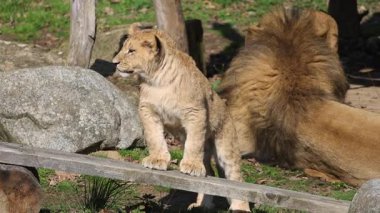 Aslan yavrusu, yetişkinlerle birlikte güneş ışınlarının altında doğal bir yaşam alanında. Değerli bir an yakalandı.!