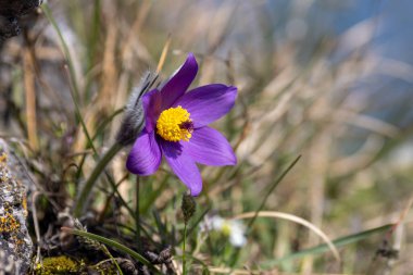 Pulsatilla grandis, daha büyük pask çiçeği. Sarı merkezli mor çiçek, çimenli, doğal bir arka plana karşı duruyor, yumuşak güneş ışığıyla yıkanmış..