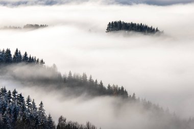 Kış sabahı sisli orman vadisi. Slovakya 'nın kuzeyindeki Orava bölgesi, Avrupa.