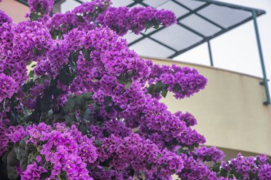 Mor renkli bougainvillea şelalesi, nötr tonlu bir mimarinin arka planına karşı canlı bir çiçek görüntüsü oluşturur..