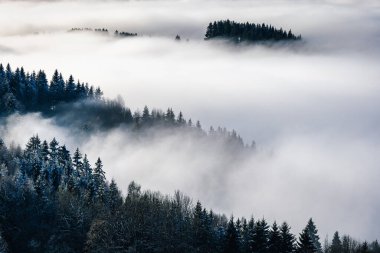 Kış sabahı sisli orman vadisi. Slovakya 'nın kuzeyindeki Orava bölgesi, Avrupa.