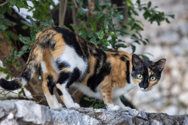 Calico kedisi yeşil alanların ortasında meraklı bakışlarla taşın üzerine tünedi. Doğal ortamında meraklı bir kedi..
