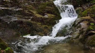 Yosun kaplı kayaların üzerinde çağlayan şelale. Etrafı yemyeşil, sakin ve doğal bir ortamda. Video kaydıracıyla çekim, yavaş çekim.