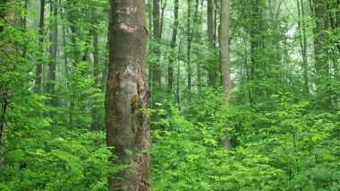 Canlı yeşil yapraklar ve diğer ağaçlarla çevrili dokulu bir ağaç gövdesine odaklanmış yemyeşil orman manzarası. Video kaydırıcı ile çekim.