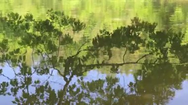 Ağaç yansımaları suda parıldıyor. Sahne yumuşak renkler ve dokularla huzurlu bir doğal ortam sunuyor..