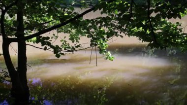 Dalların ve yaprakların durgun bir su kütlesini çerçeveleyerek güneş ışığını yansıtan sakin manzarası..