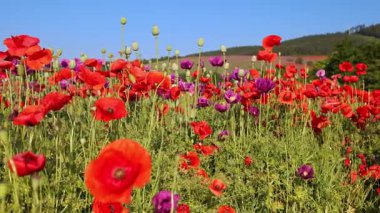 Parlak güneşli bir günde açık mavi bir gökyüzünün altında rengarenk gelincikler yavaşça el sallıyor. Video kaydırıcı ile çekim.