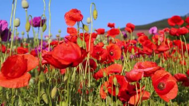 Parlak, güneşli bir günde açık mavi gökyüzünün altında canlı kırmızı ve mor kır çiçekleri. Video kaydırıcı ile çekim.