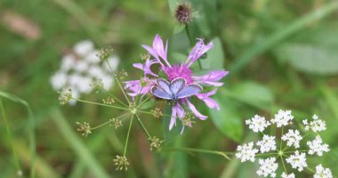 Mor bir çiçeğin üzerinde dinlenen küçük mavi bir kelebek yaklaştı. Beyaz kır çiçekleri ve yemyeşil yapraklarla çevrili. Huzurlu bir doğa manzarası yaratıyor..