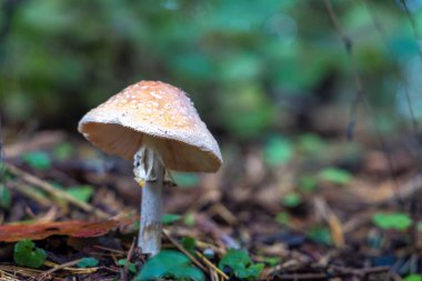 Toadstool in close-Up view in natural environment of autumn forest.