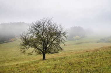 Sisli sonbahar sabahı manzarası ile sakin yalnız bir ağaç.