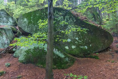 Landscape of Adrspach-Teplice Rocks area, in Hradec Kralove Region in the Czech Republic, Europe. Mossy boulders and a slender tree in a tranquil forest landscape create a peaceful natural scene.