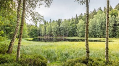 Landscape of Adrspach-Teplice Rocks area, in Hradec Kralove Region in the Czech Republic, Europe. The Black Pond, serene lakeside view with birch trees framing a tranquil forest scene.