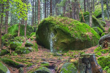 Landscape of Adrspach-Teplice Rocks area, in Hradec Kralove Region in the Czech Republic, Europe. Mossy boulders dot a lush forest floor, creating a serene and enchanting woodland scene.