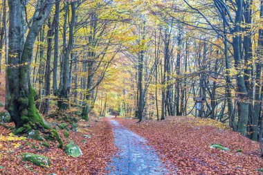 Rengarenk yaprakların ve yumuşak, doğal ışıkta uzun ağaçların olduğu sakin bir ormanda sonbahar yolu. Slovakya, Avrupa 'daki Mala Fatra Milli Parkı.
