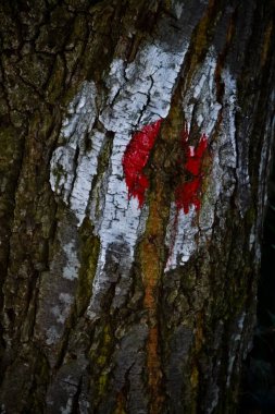 İlkbaharda ormandaki bir ağaç gövdesinde kırmızı ve beyaz patika