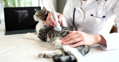 Şirin kedi veteriner kliniğinde ultrasona giriyor. Hayvanların iç organlarının tıbbi incelemesi