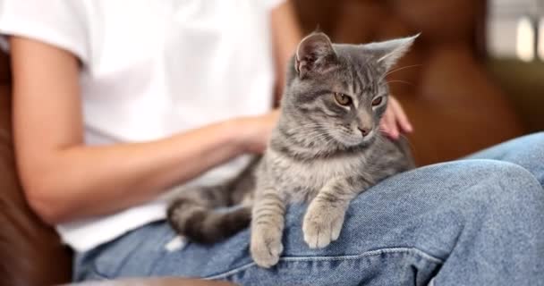 Γυναίκα Κατέχει Χαριτωμένο Γάτα Στον Καναπέ Και Κατοικίδια Ζώα Κατοικίδια — Αρχείο Βίντεο