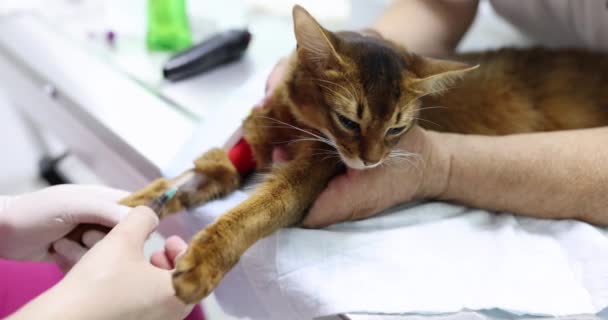 Ветеринар Дает Вакцину Маленькой Кошке Делает Анализ Крови Лапы Анестезия — стоковое видео