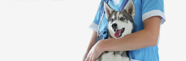 プロの獣医師のクローズアップは 獣医の任命に純粋な青い目を持つ犬 検査のためのかわいいハスキーを準備します 動物に優しいクリニックペットのコンセプト — ストック写真