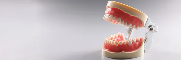 Close-up of miniature human tooth model, teeth orthodontic model or human jaw. Equipment for correcting bite. Dentistry, stomatology, teethcare concept