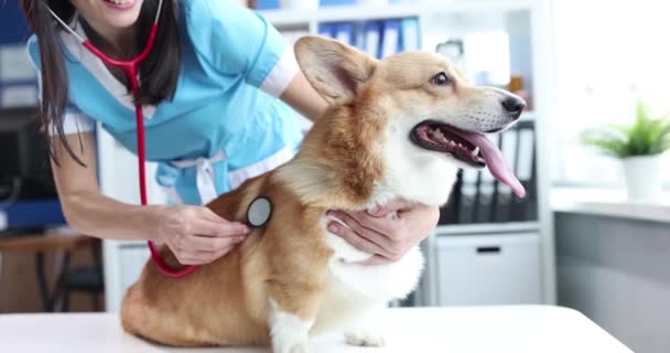 Ветеринар Слухає Собаку Серцебиття Ветеринарній Клініці Ауккуляція Серця Собак Концепція — стокове відео