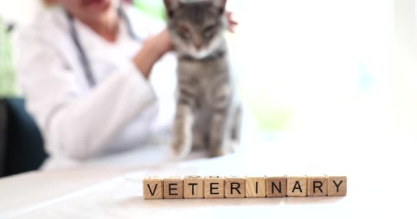 Retrato Gato Cinza Clínica Veterinária Veterinário Acariciando Gato Doméstico Fofo — Vídeo de Stock