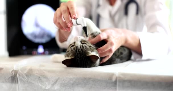 Veterinario Esamina Orecchio Gatto Con Otoscopio Digitale Malattie Dell Orecchio — Video Stock