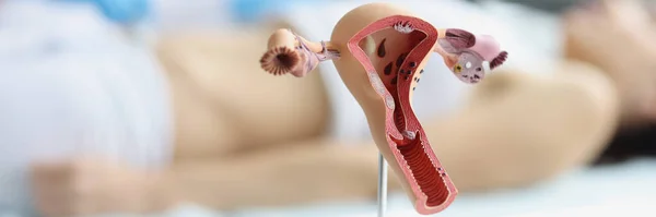 Zbliżenie Anatomicznego Modelu Macicy Jajników Kobiet Kobiety Usg Zdrowy Żeński — Zdjęcie stockowe