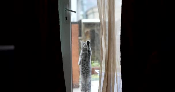 灰色の猫の家に帰るとガラスのドアをノックし その足4K映画スローモーションで求めている かわいいペットのコンセプト — ストック動画