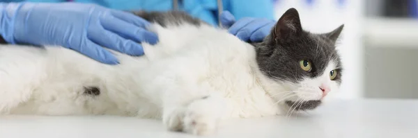 Retrato Veterinário Fêmea Cheque Gato Fofo Mesa Para Investigações Animal — Fotografia de Stock
