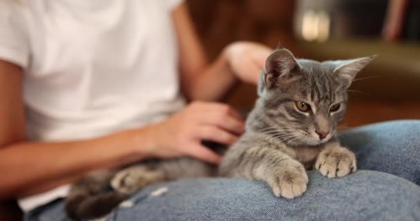 女人把可爱的灰猫抱在沙发上抚摸 宠物和猫疗法 — 图库视频影像
