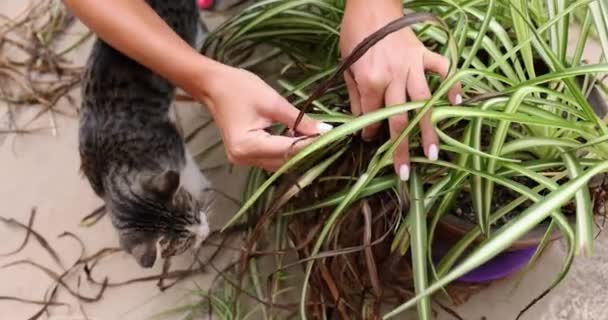 女人从猫旁边的罐子里取出枯叶 种植照料家庭花卉的植物 — 图库视频影像
