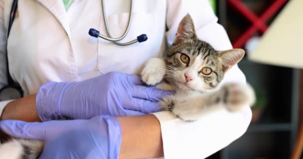 Gato Doméstico Exame Médico Veterinário Clínica Veterinário Segurando Gato — Vídeo de Stock