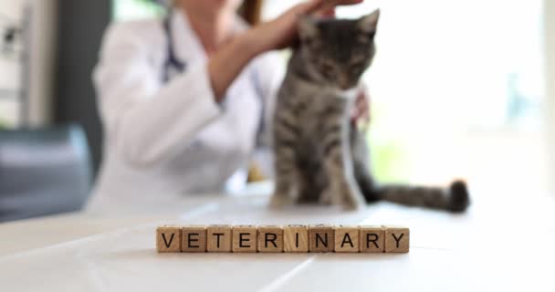 獣医クリニックで美しい灰色の猫を持つ獣医師 動物の医療 — ストック動画