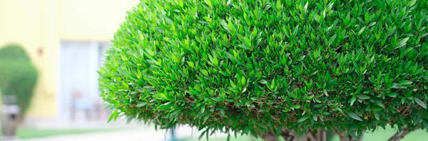 Schöner Beschnittener Grüner Strauch Der Gassen Nahaufnahme Wächst Gartenpflegekonzept — Stockfoto