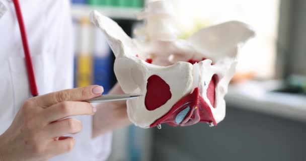 骨盤骨の女性医師のモックアップ 生殖システムの概念の病気 — ストック動画