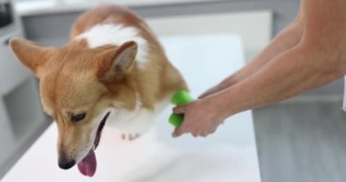 Veteriner kliniğinde bacağı kırık Galli Corgi köpeği. Evcil hayvanlar için tıbbi bakım ve pati yaralanmaları konsepti için yama